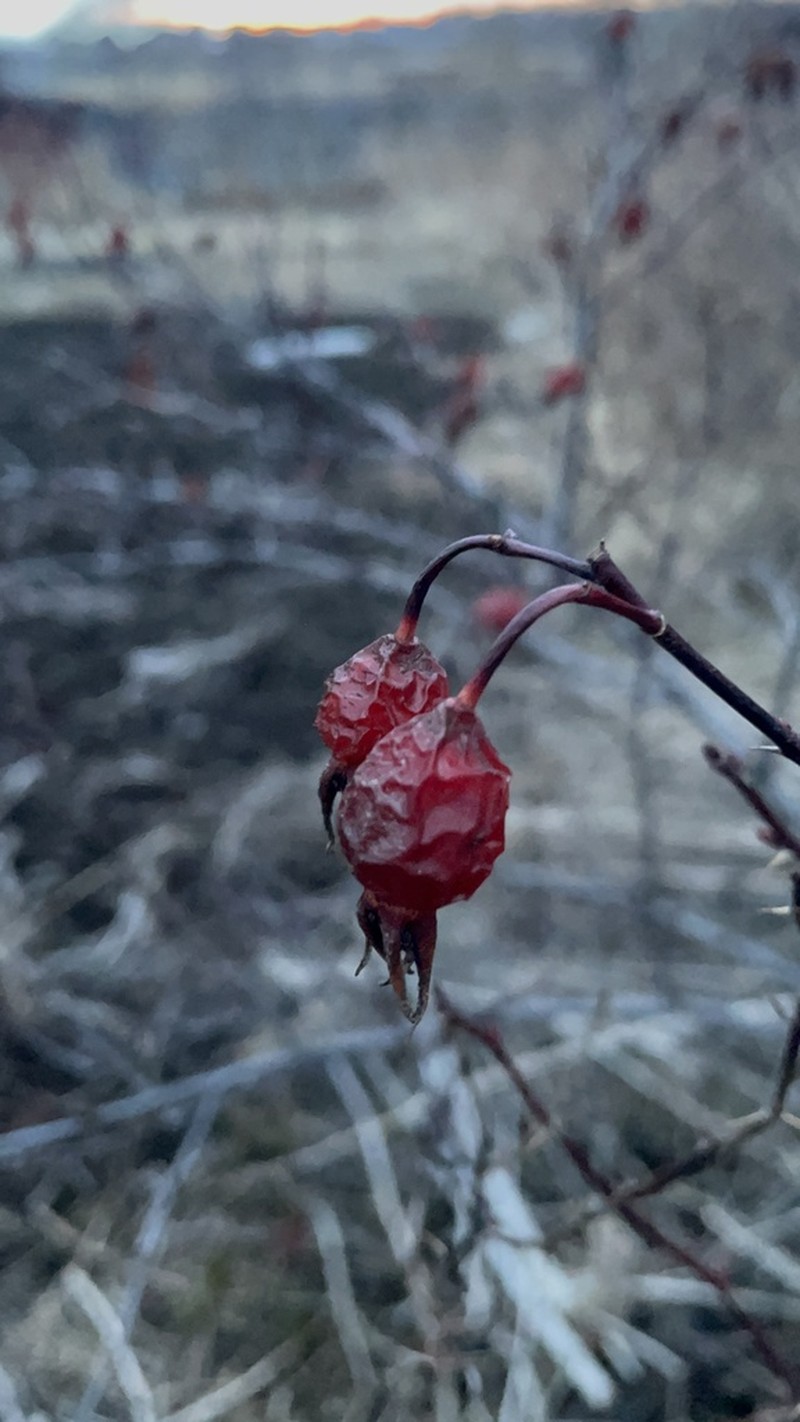 Rosa amblyotis