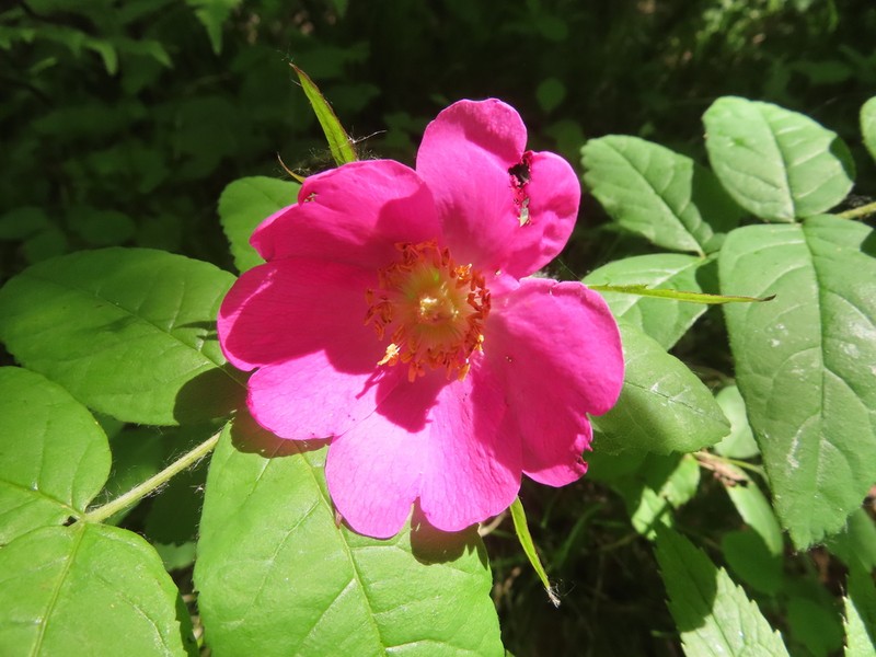 Rosa amblyotis photo 3