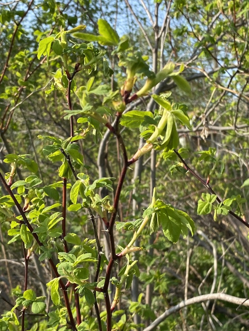 Rosa amblyotis photo 4