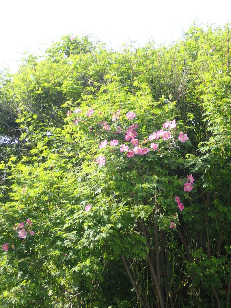 Rosa amblyotis photo 5