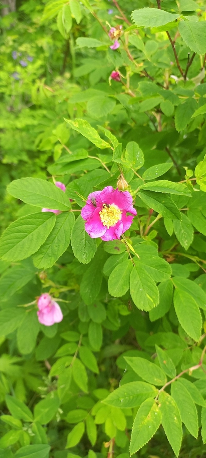 Rosa amblyotis photo 6
