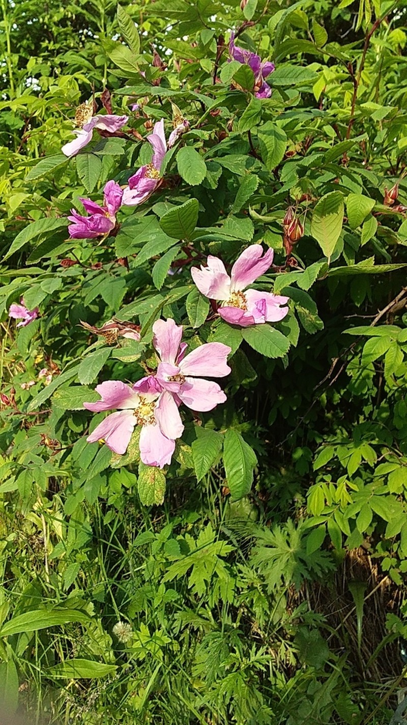 Rosa amblyotis photo 7