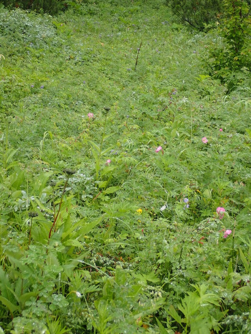 Rosa amblyotis photo 8
