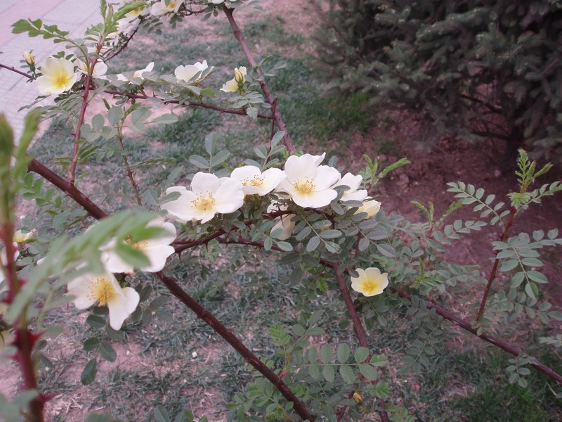 Yellow Rose photo 2