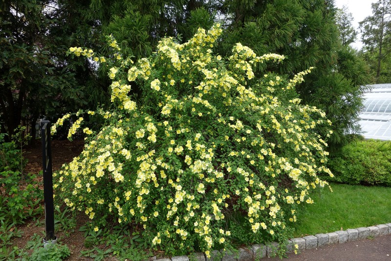 Yellow Rose
