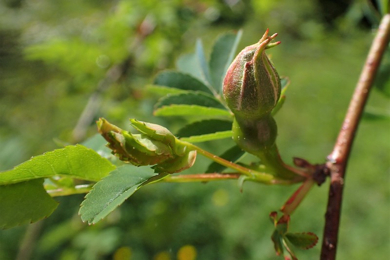 Yellow Rose photo 3