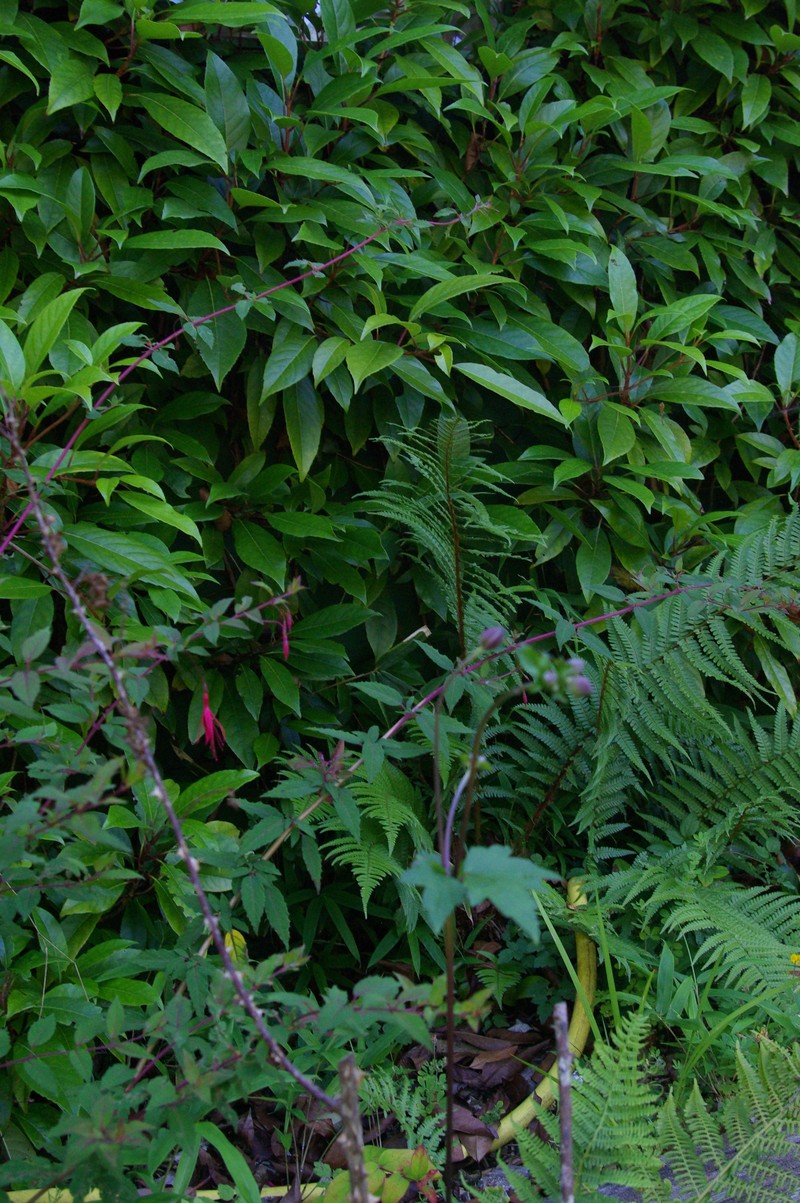 Rosa arabica