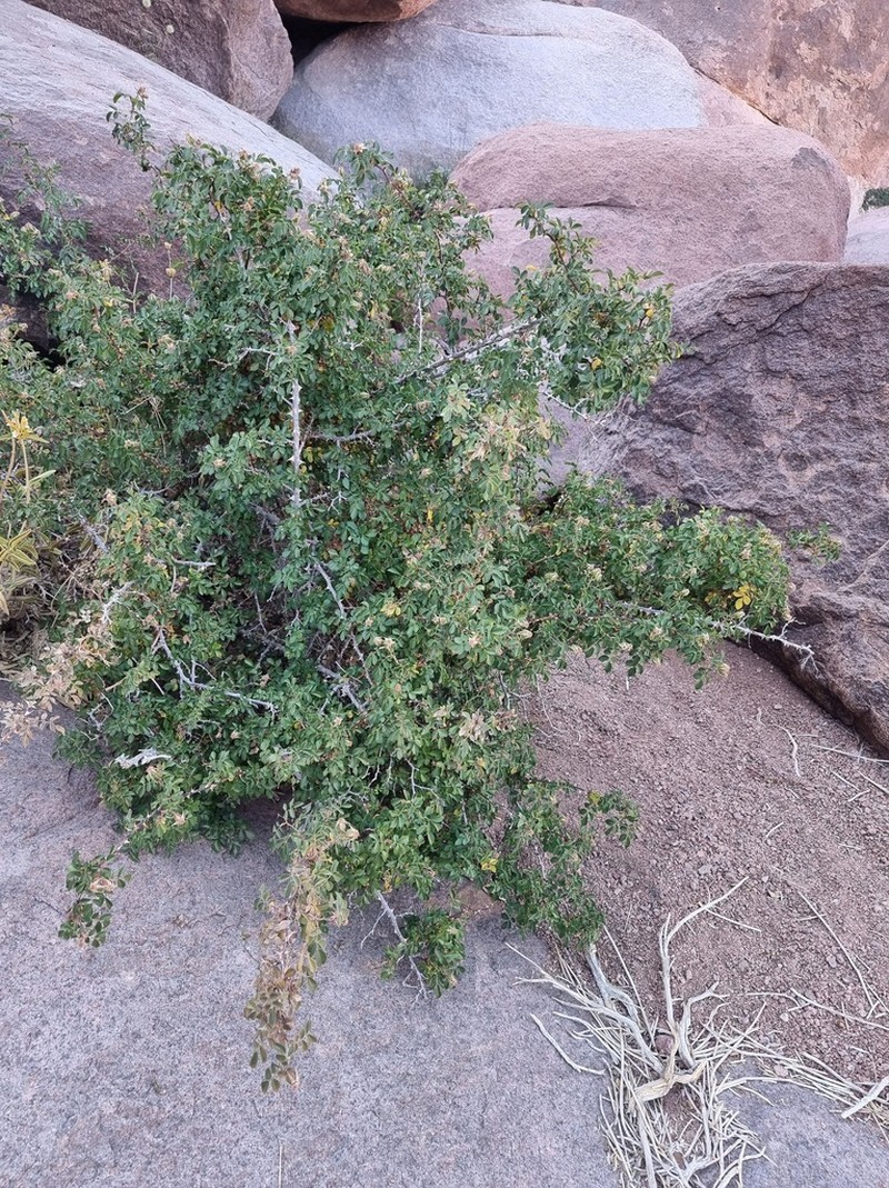 Rosa arabica photo 2