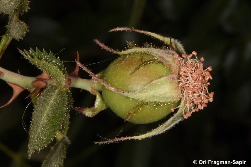 Rosa arabica photo 3