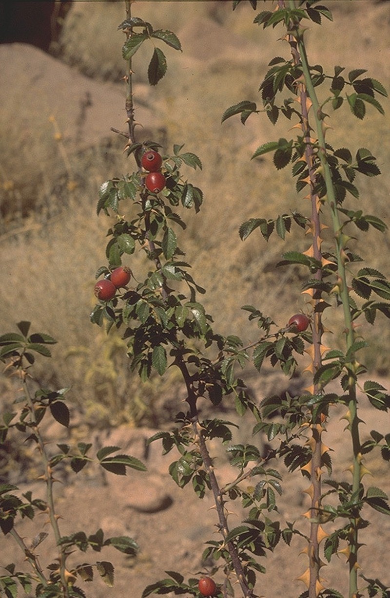 Rosa arabica photo 5