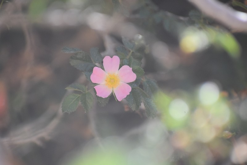 Rosa arabica photo 7