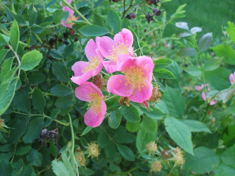 Prairie Rose