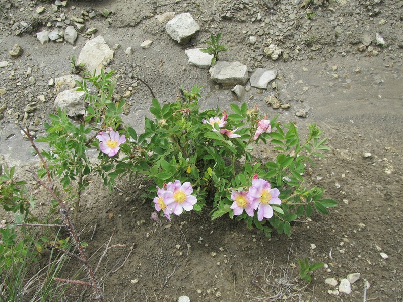 Prairie Rose photo 2