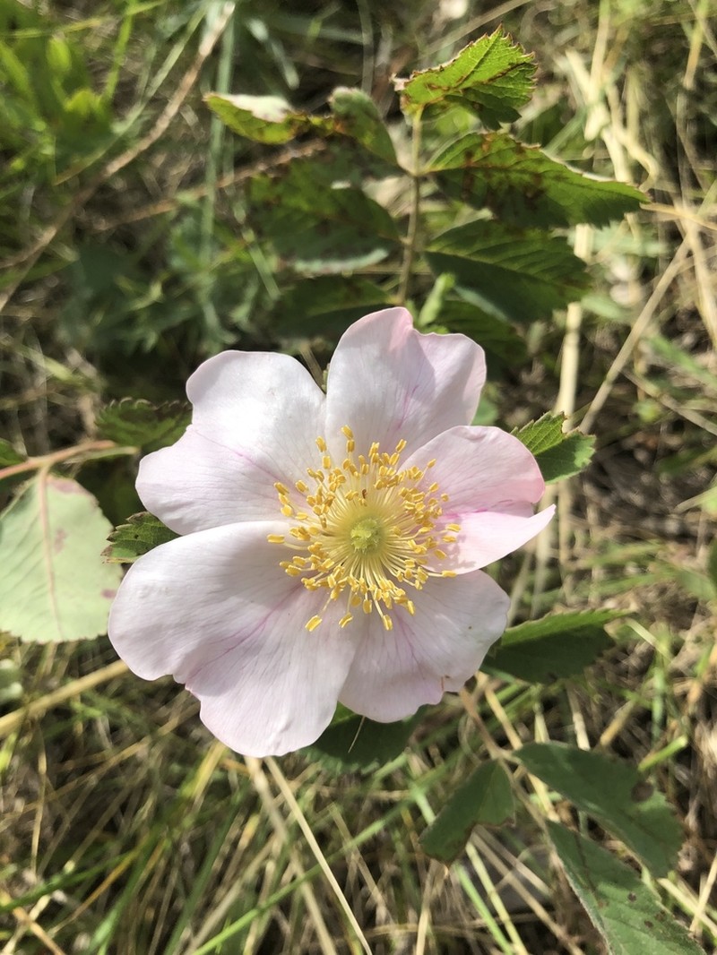 Prairie Rose photo 3