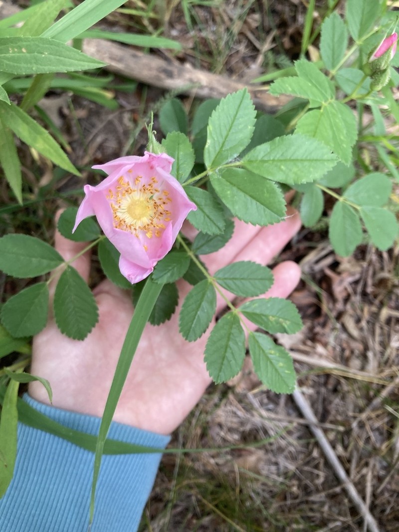 Prairie Rose photo 4