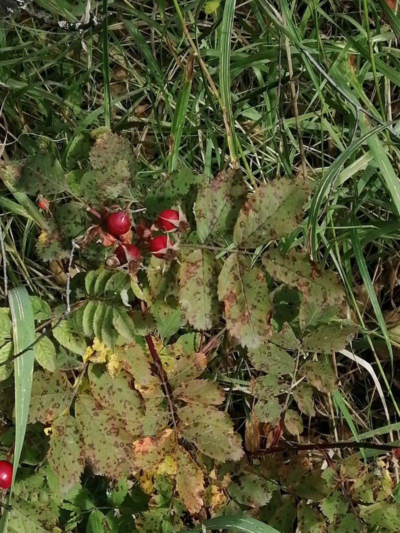 Prairie Rose photo 5