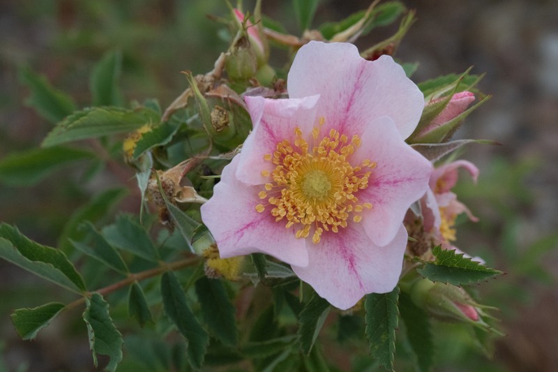 Prairie Rose photo 6