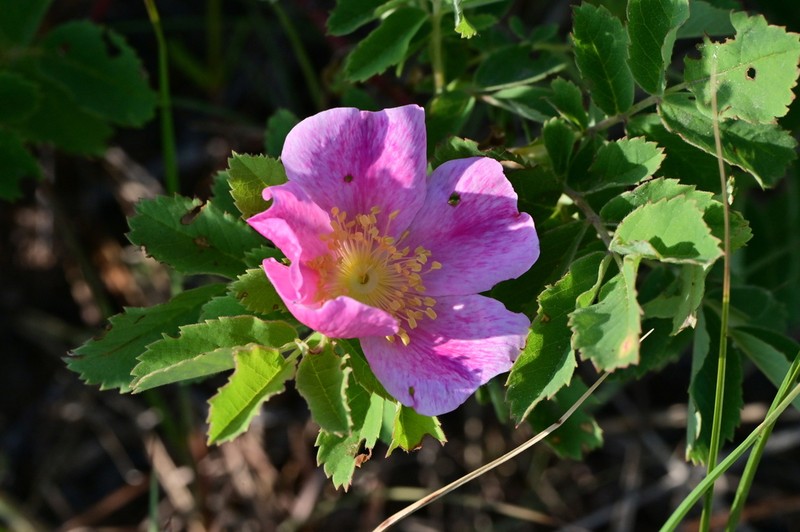 Prairie Rose photo 7