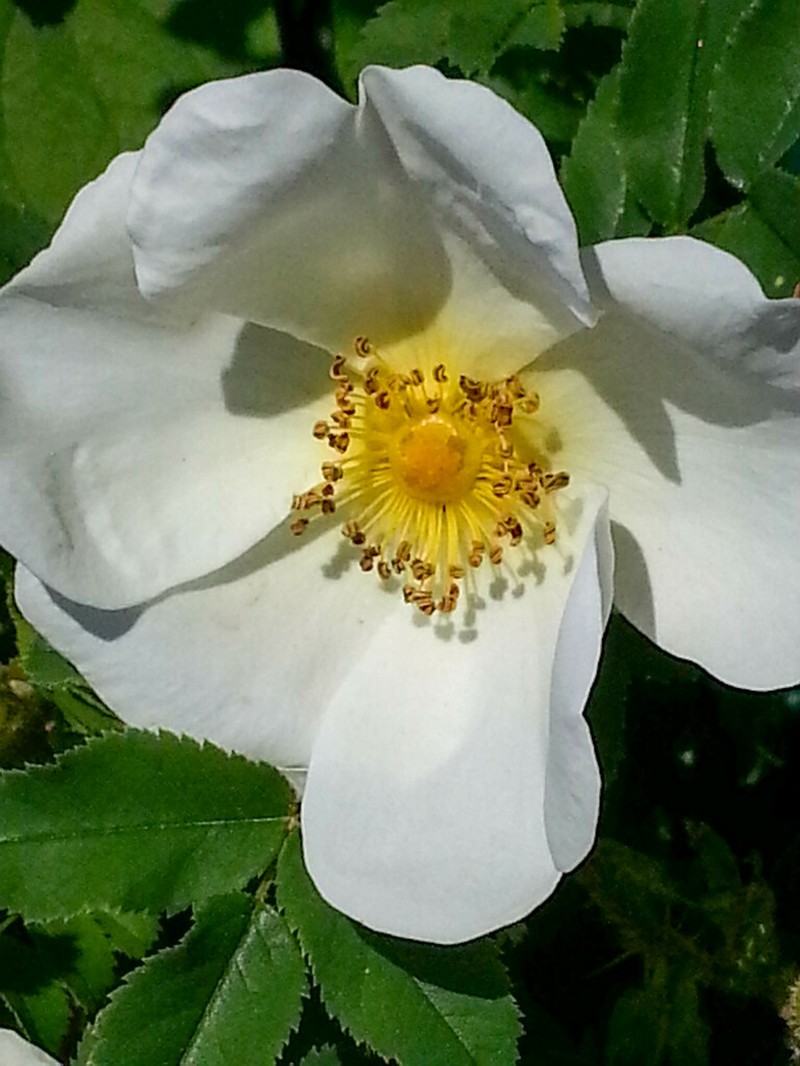 Field Rose photo 3