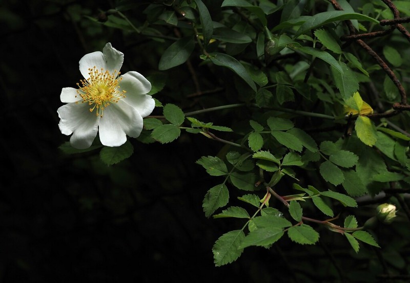 Field Rose photo 4