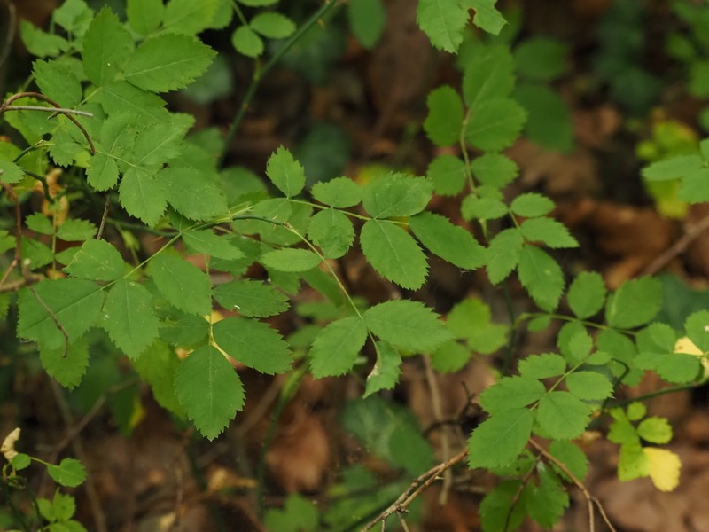 Field Rose photo 5