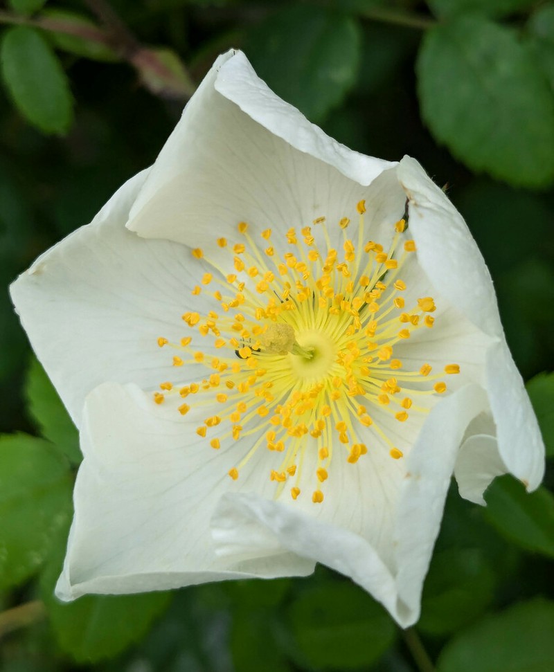 Field Rose photo 6
