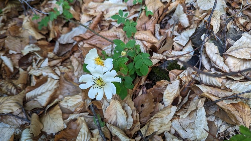 Field Rose photo 7