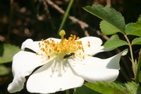 Field Rose