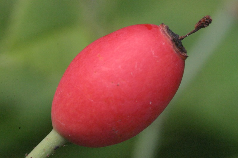 Field Rose photo 2