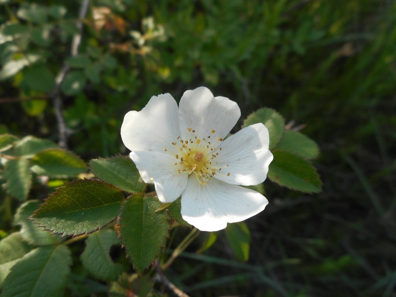 Rosa balsamica