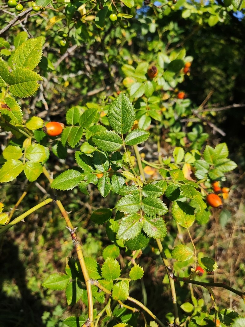 Rosa balsamica photo 2