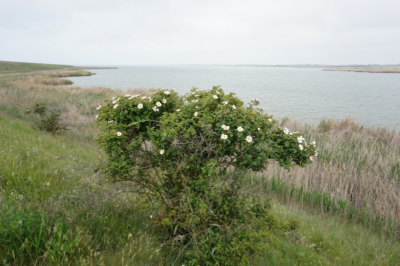 Rosa balsamica photo 3