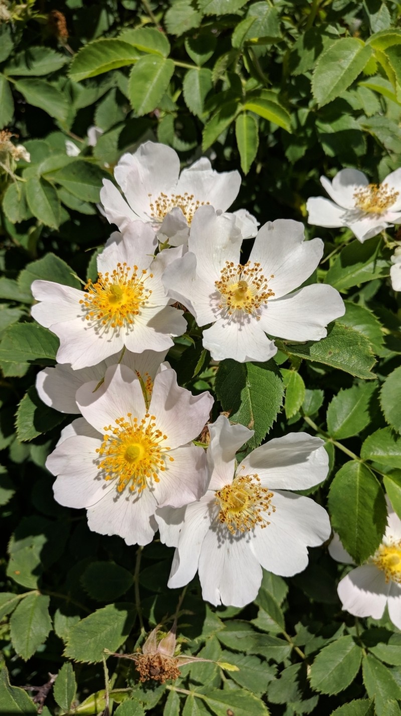Rosa balsamica photo 4
