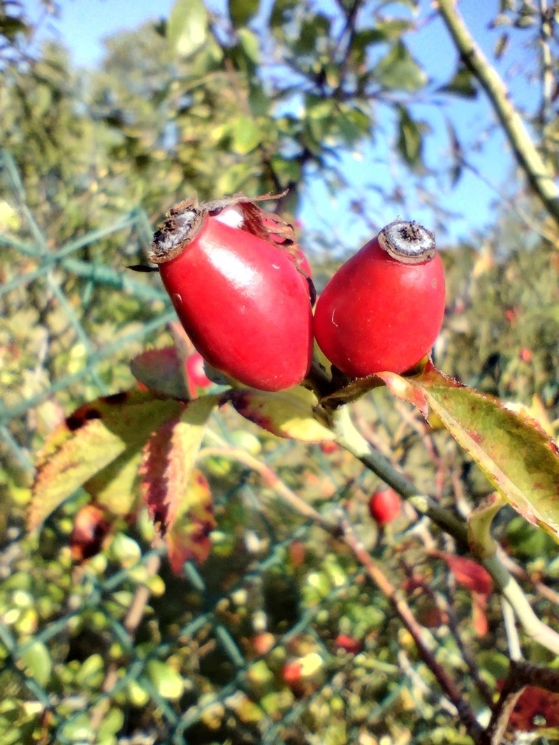 Rosa balsamica photo 5