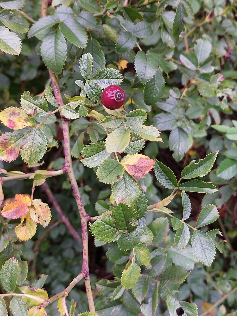 Rosa balsamica photo 6