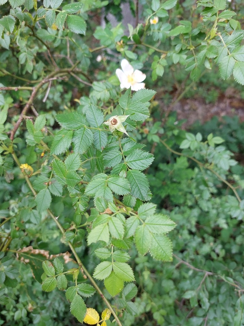 Rosa balsamica photo 7