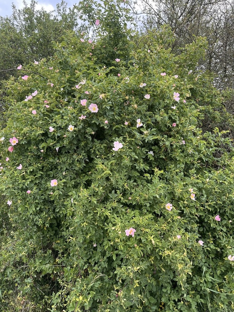 Rosa balsamica photo 8