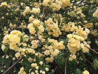 Rosa banksiae