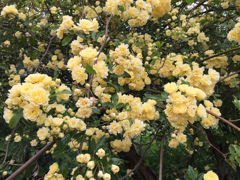 Rosa banksiae