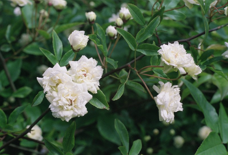 Rosa banksiae photo 2