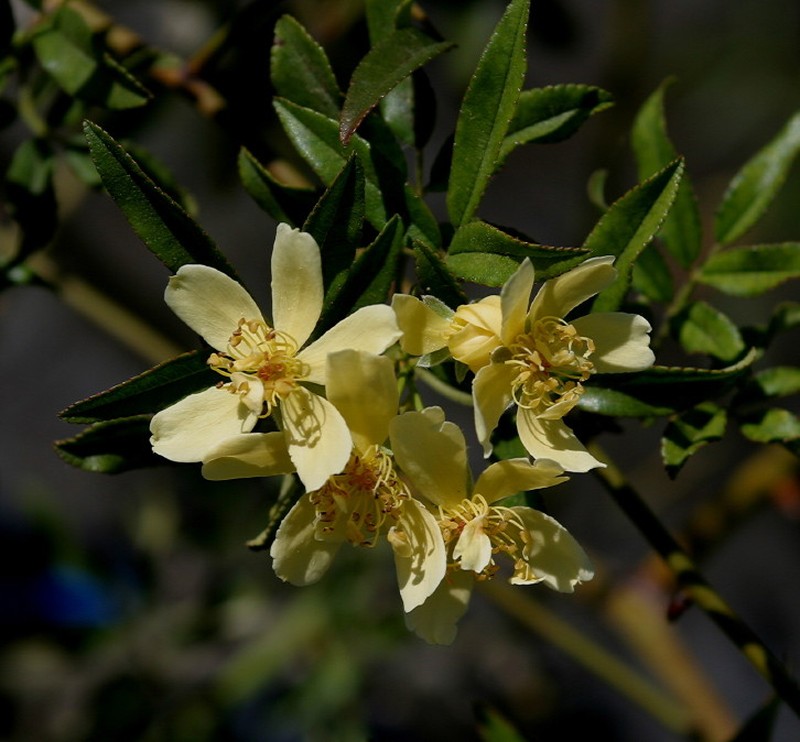 Rosa banksiae photo 3