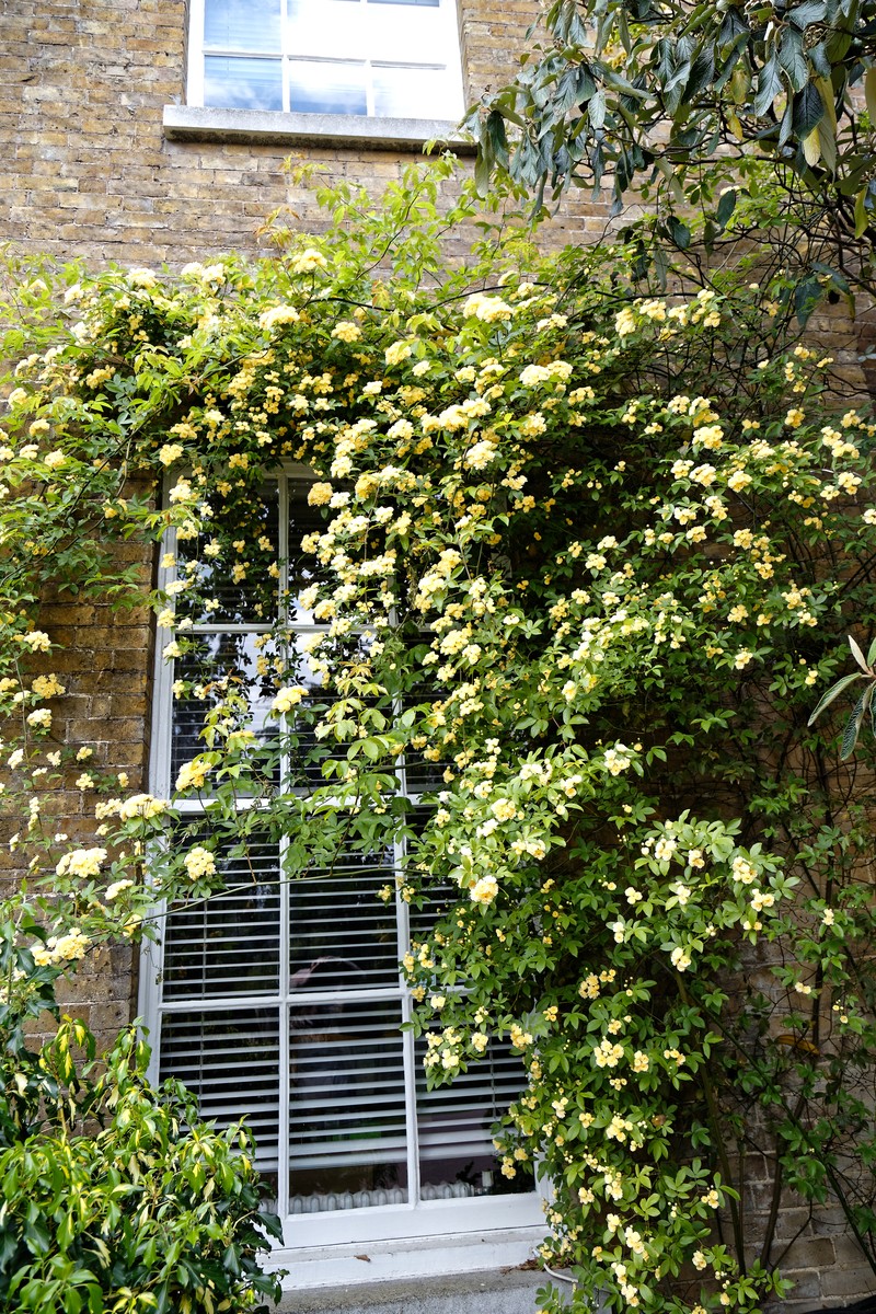 Rosa banksiae photo 5