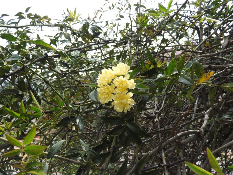 Rosa banksiae photo 6