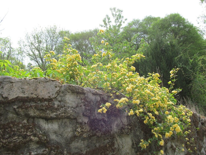 Rosa banksiae photo 7