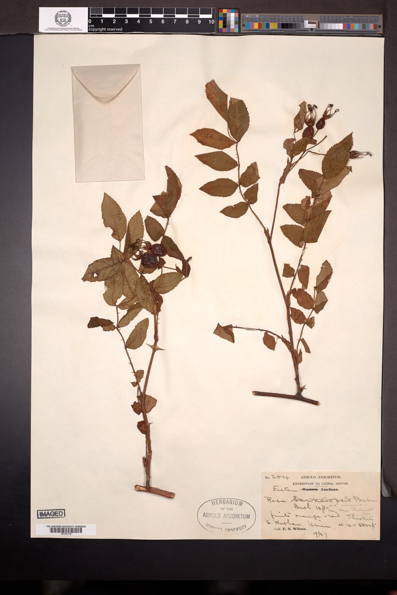 Rosa banksiopsis