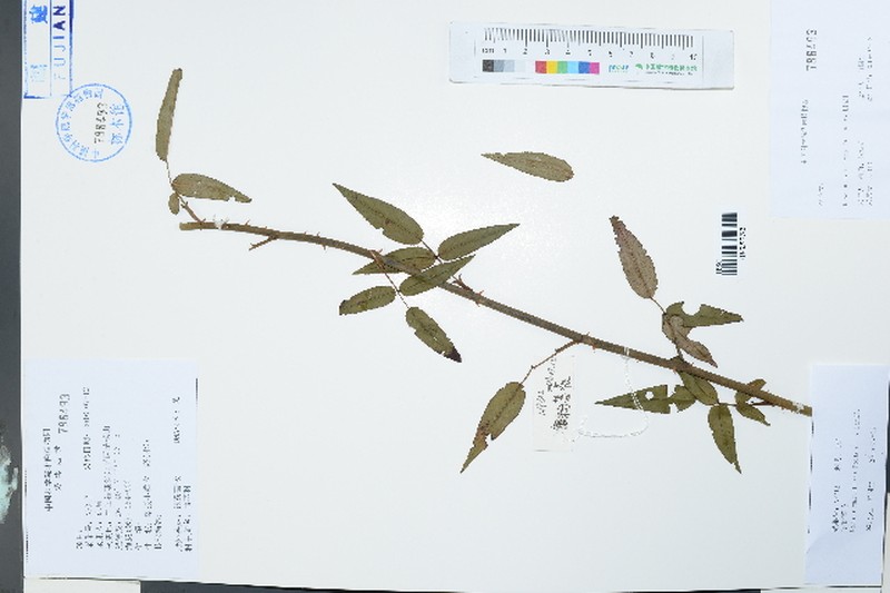 Rosa barbeyi photo 2