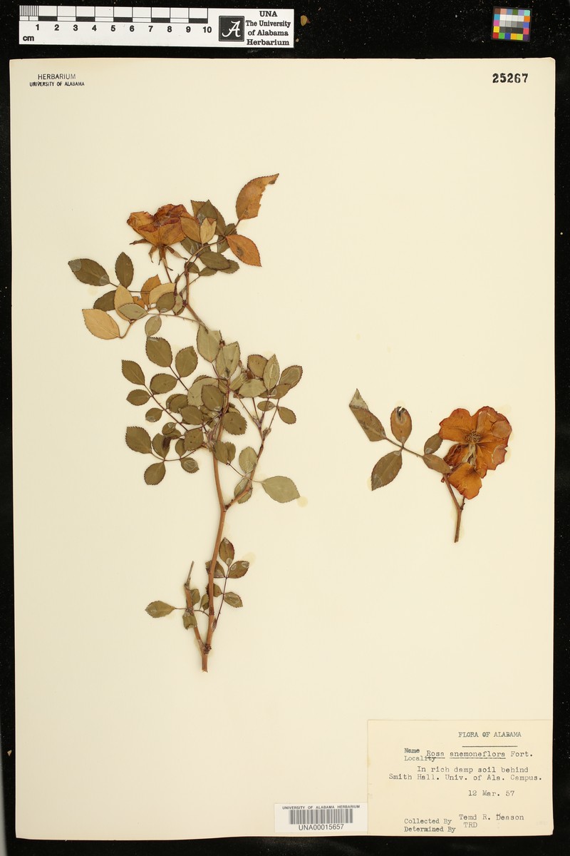 Rosa barbeyi photo 3