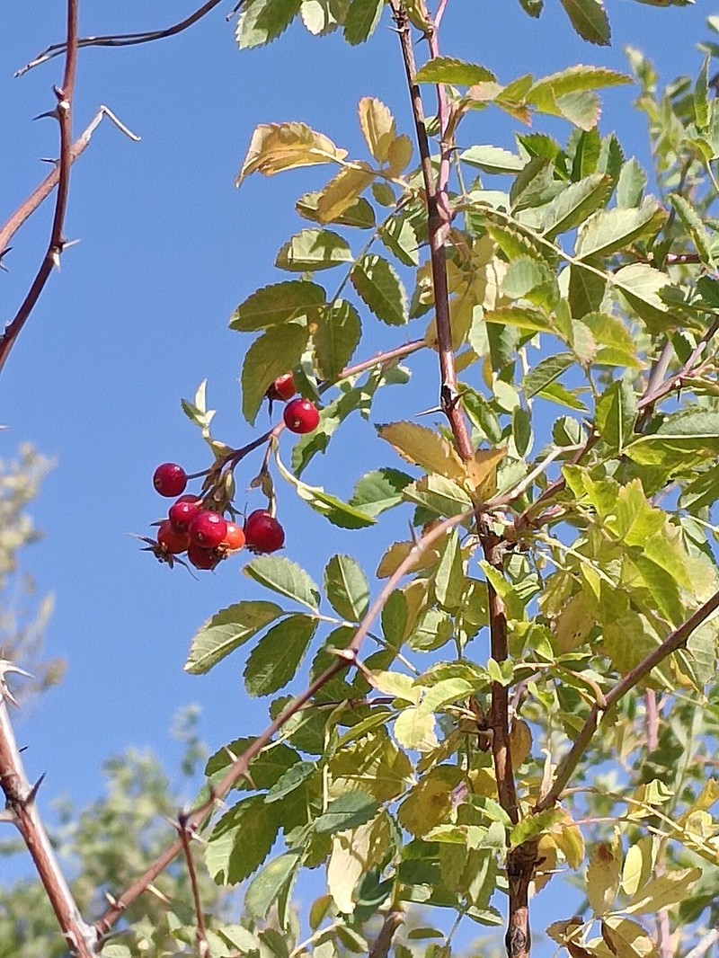 Rosa beggeriana photo 3