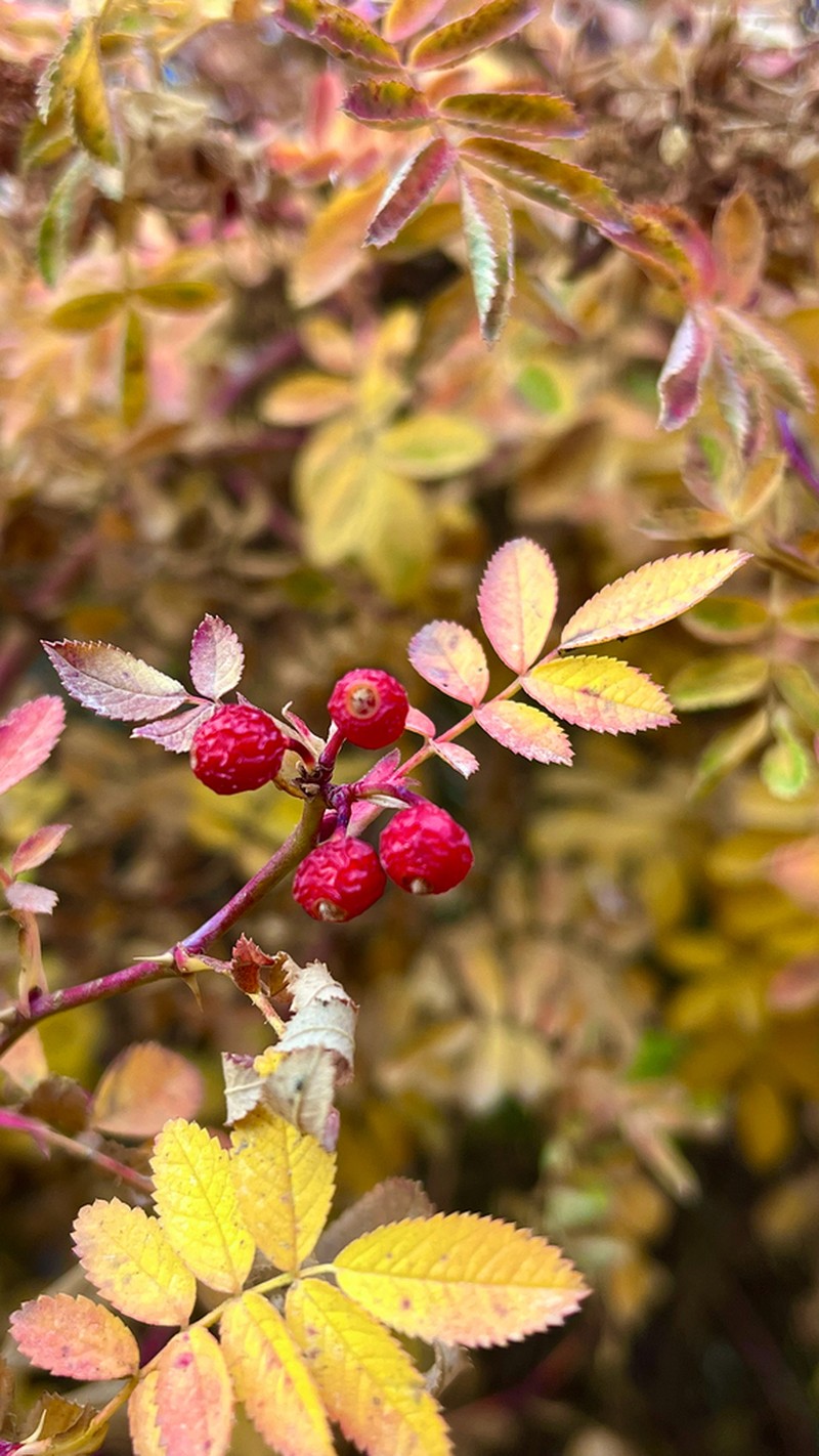 Rosa beggeriana photo 4