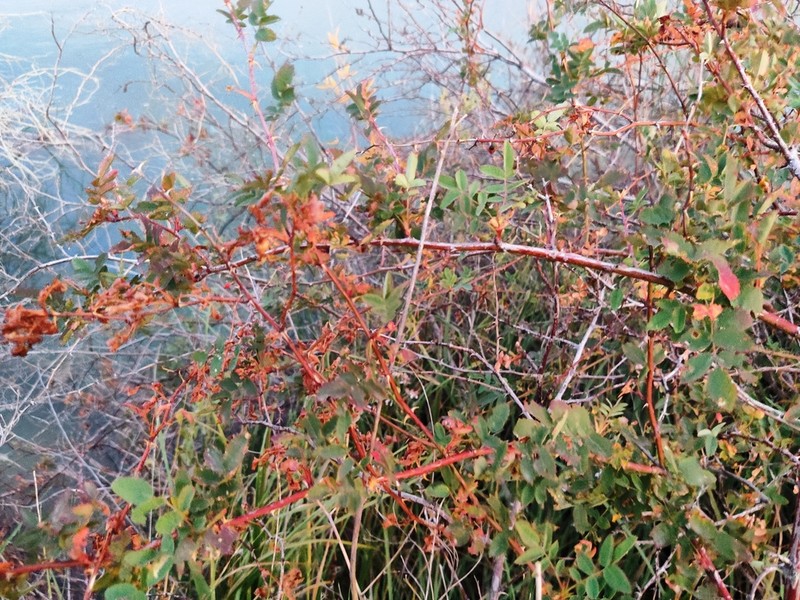 Rosa beggeriana photo 5